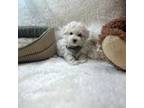Maltipoo Puppy for sale in Birch Tree, MO, USA