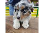 Australian Shepherd Puppy for sale in Winthrop, MN, USA