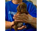 Dachshund Puppy for sale in Branson West, MO, USA