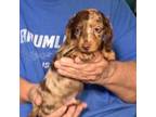 Dachshund Puppy for sale in Branson West, MO, USA