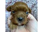 Cavalier King Charles Spaniel Puppy for sale in Kit Carson, CO, USA
