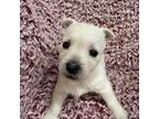 West Highland White Terrier Puppy for sale in Kit Carson, CO, USA