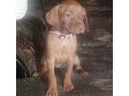 Vizsla Puppy for sale in Rushford, MN, USA