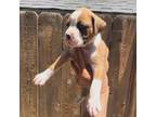 Boxer Puppy for sale in Gustine, CA, USA
