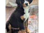 Bernese Mountain Dog Puppy for sale in Isanti, MN, USA