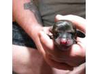 Dachshund Puppy for sale in Macon, MO, USA