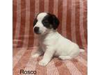 Parson Russell Terrier Puppy for sale in Great Falls, MT, USA