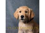 Golden Retriever Puppy for sale in Great Falls, MT, USA