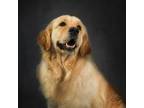Golden Retriever Puppy for sale in Great Falls, MT, USA