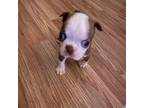 Boston Terrier Puppy for sale in Johnstown, PA, USA