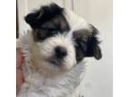 Biewer Terrier Puppy for sale in Rutland, IL, USA