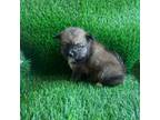 Mutt Puppy for sale in Seneca, MO, USA