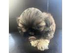 Shih-Poo Puppy for sale in Kissimmee, FL, USA