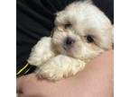 Shih-Poo Puppy for sale in Kissimmee, FL, USA