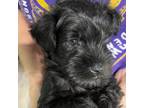 Schnauzer (Miniature) Puppy for sale in Hawthorne, FL, USA