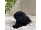 Giant Schnoodle BLACK