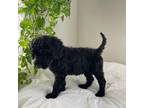 Giant Schnoodle RED
