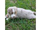 Australian Shepherd Puppy for sale in Old Town, FL, USA