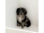 Aussiedoodle Puppy for sale in Fort Myers, FL, USA