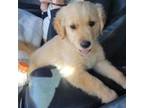 Golden Retriever Puppy for sale in Palmdale, CA, USA