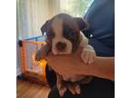 Boston Terrier Puppy for sale in Romeoville, IL, USA