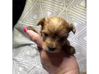 Yorkshire Terrier Puppy for sale in Sudan, TX, USA