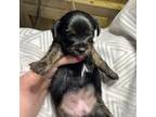 Dachshund Puppy for sale in Sudan, TX, USA