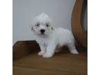 Shih-Poo Puppy for sale in Canton, GA, USA