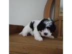 Shih-Poo Puppy for sale in Canton, GA, USA