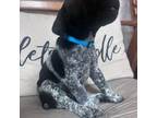 German Shorthaired Pointer Puppy for sale in Manchester, TN, USA