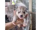 Siberian Husky Puppy for sale in Kaneohe, HI, USA