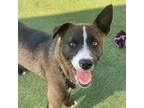 Adopt James a American Staffordshire Terrier