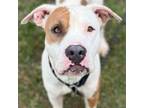 Adopt Woody a American Staffordshire Terrier