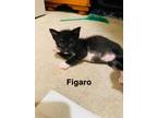 Adopt Figaro a Domestic Short Hair