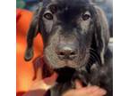 Adopt Tot / Macie a Dachshund, Black Labrador Retriever