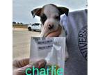 Adopt Charlie a Australian Cattle Dog / Blue Heeler