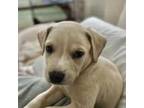 Adopt GUS a Yellow Labrador Retriever