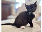 Adopt Quince a Domestic Short Hair