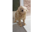 Adopt Libman a Poodle, Mixed Breed
