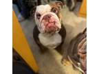 Bulldog Puppy for sale in Ipswich, MA, USA