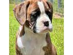 Boxer Puppy for sale in Morriston, FL, USA