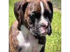 Boxer Puppy for sale in Morriston, FL, USA