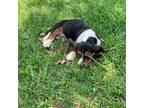 Basset Hound Puppy for sale in Cisco, TX, USA