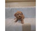 Toy Poodle