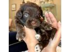 Havanese Puppy for sale in Orlando, FL, USA