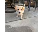 Maltipoo Puppy for sale in Fresno, CA, USA