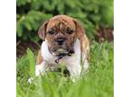 Bulldog Puppy for sale in Baltic, OH, USA