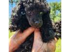 Poodle (Toy) Puppy for sale in Navasota, TX, USA
