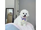 Bichon Frise Puppy for sale in Rancho Cucamonga, CA, USA