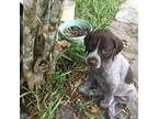 German Shorthaired Pointer Puppy for sale in Moore Haven, FL, USA